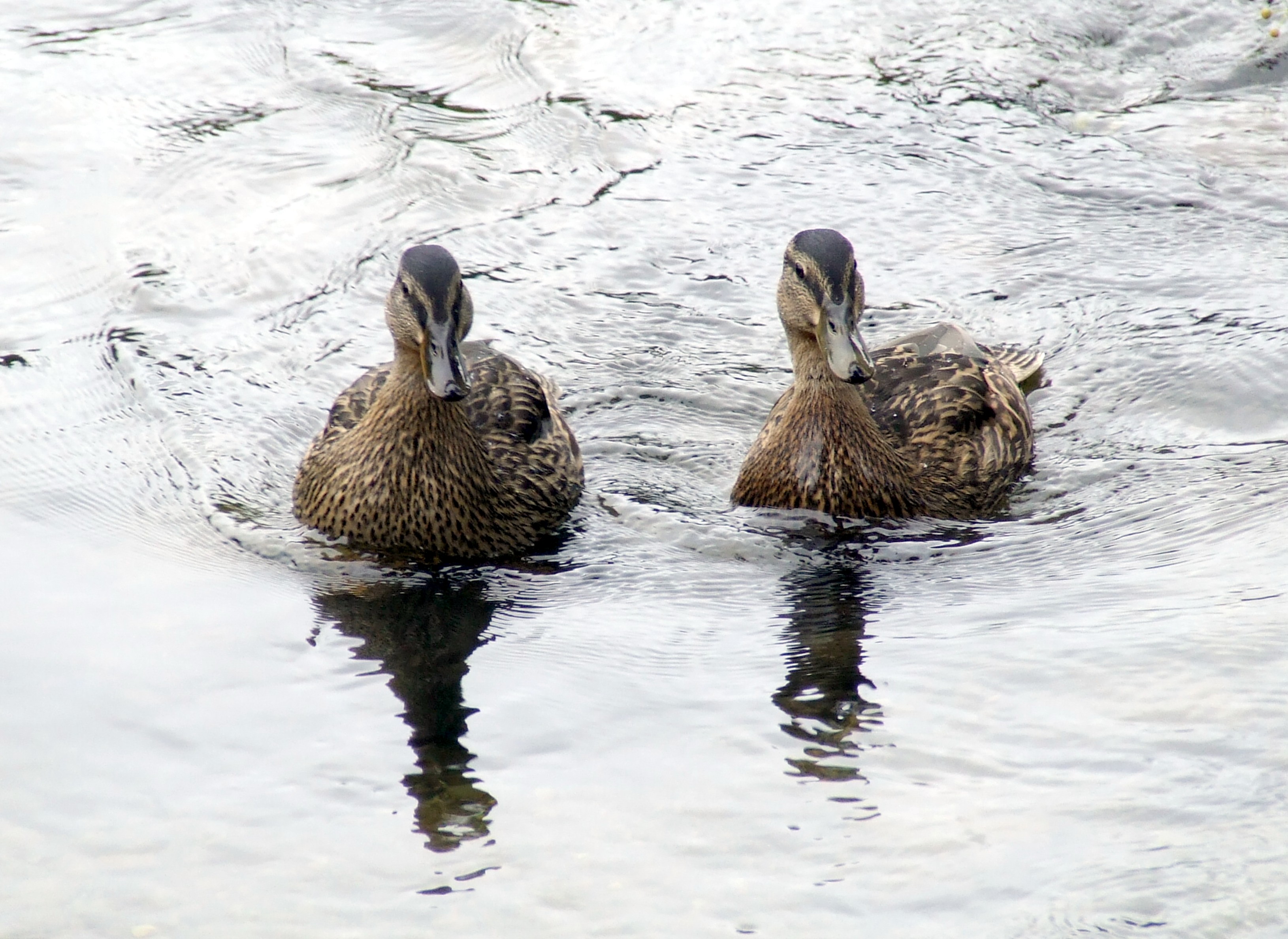 LIKE DUCKS TO WATER Bill Bagley Photography